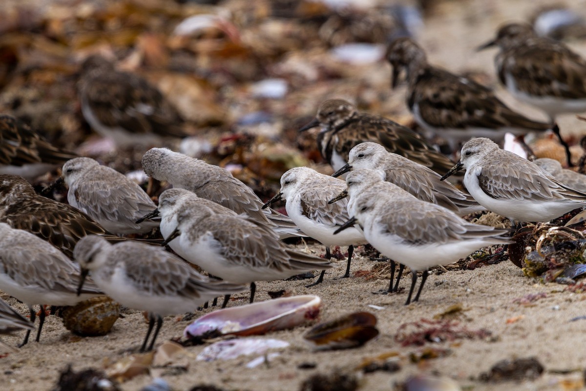 Txirri lodia - ML650644720