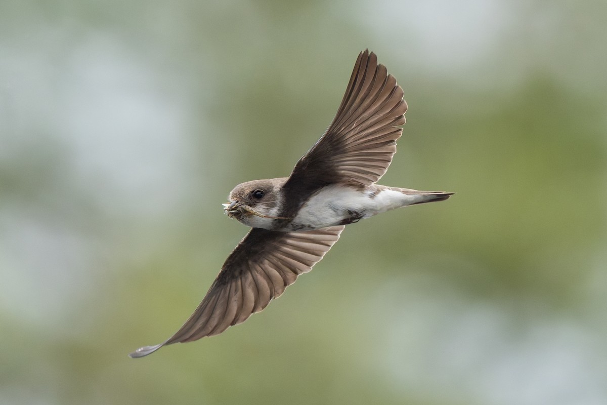 Avión Zapador - ML650644740