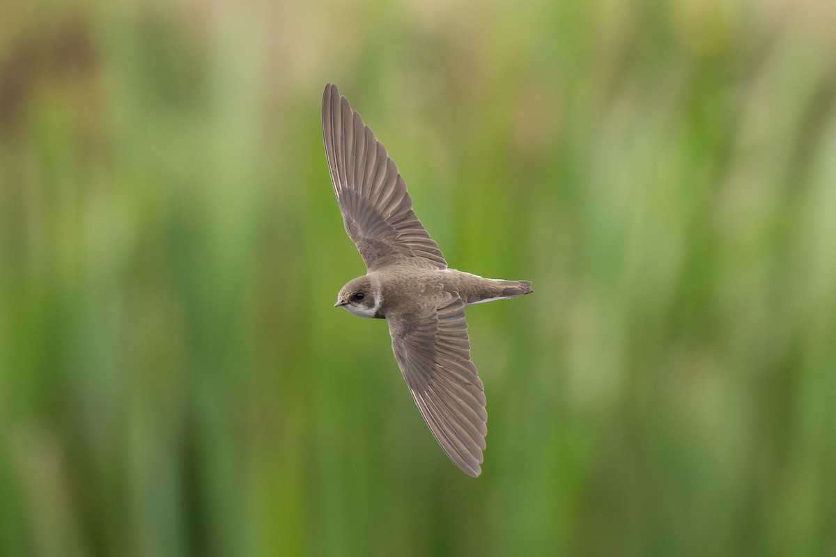 Avión Zapador - ML650644741