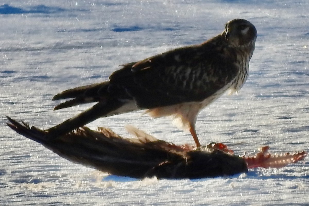 Northern Harrier - ML650644743