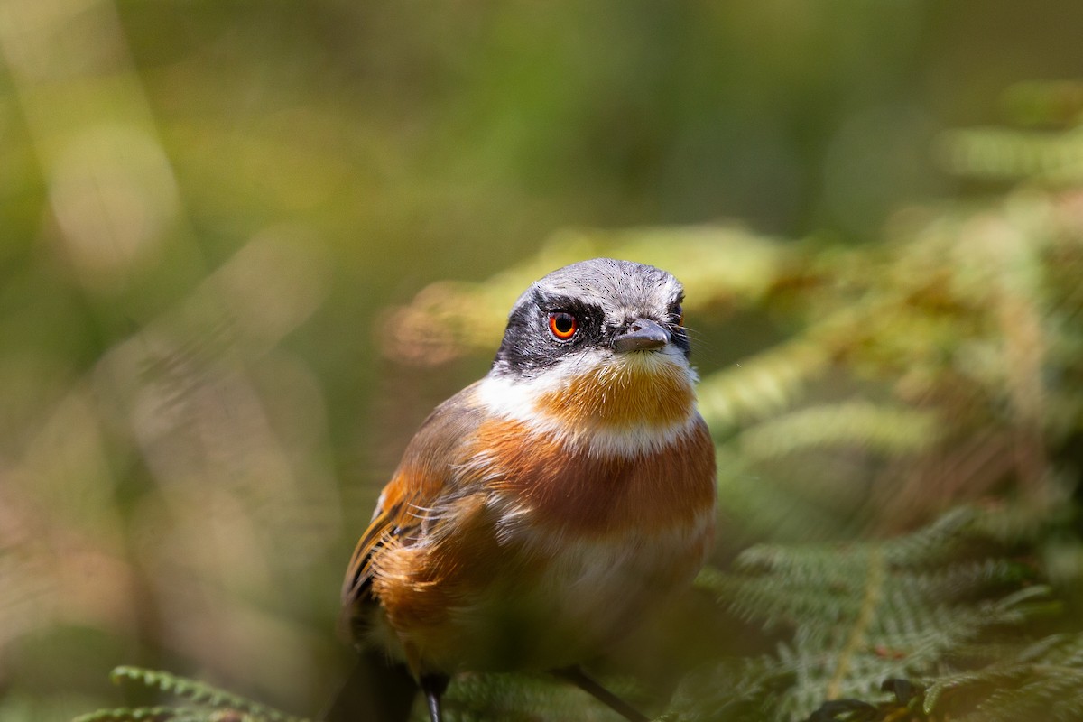 Cape Batis - ML650644923