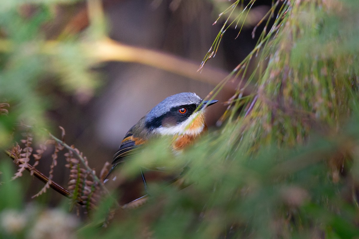 Cape Batis - ML650644924