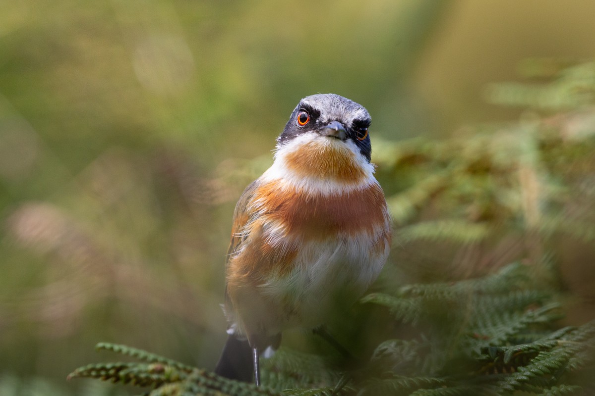 Cape Batis - ML650644925