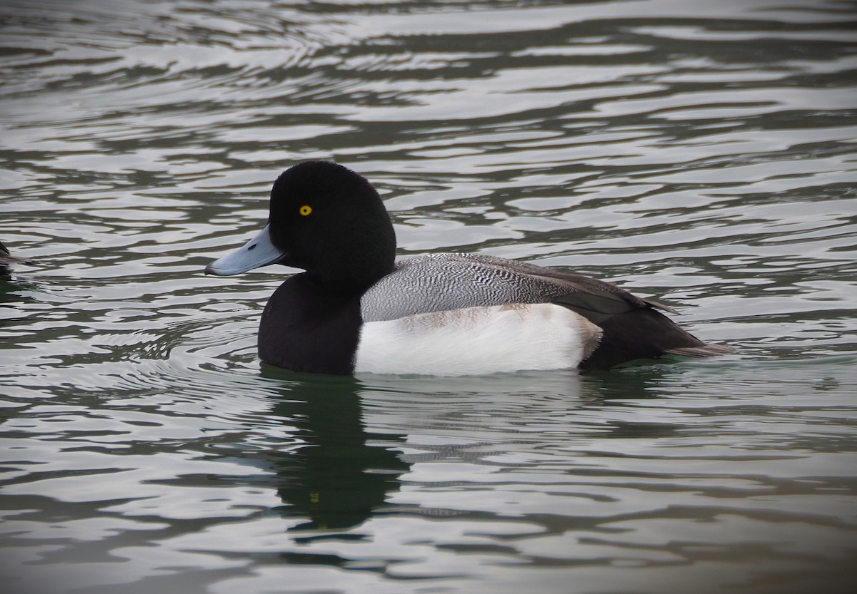 Greater Scaup - ML650645431