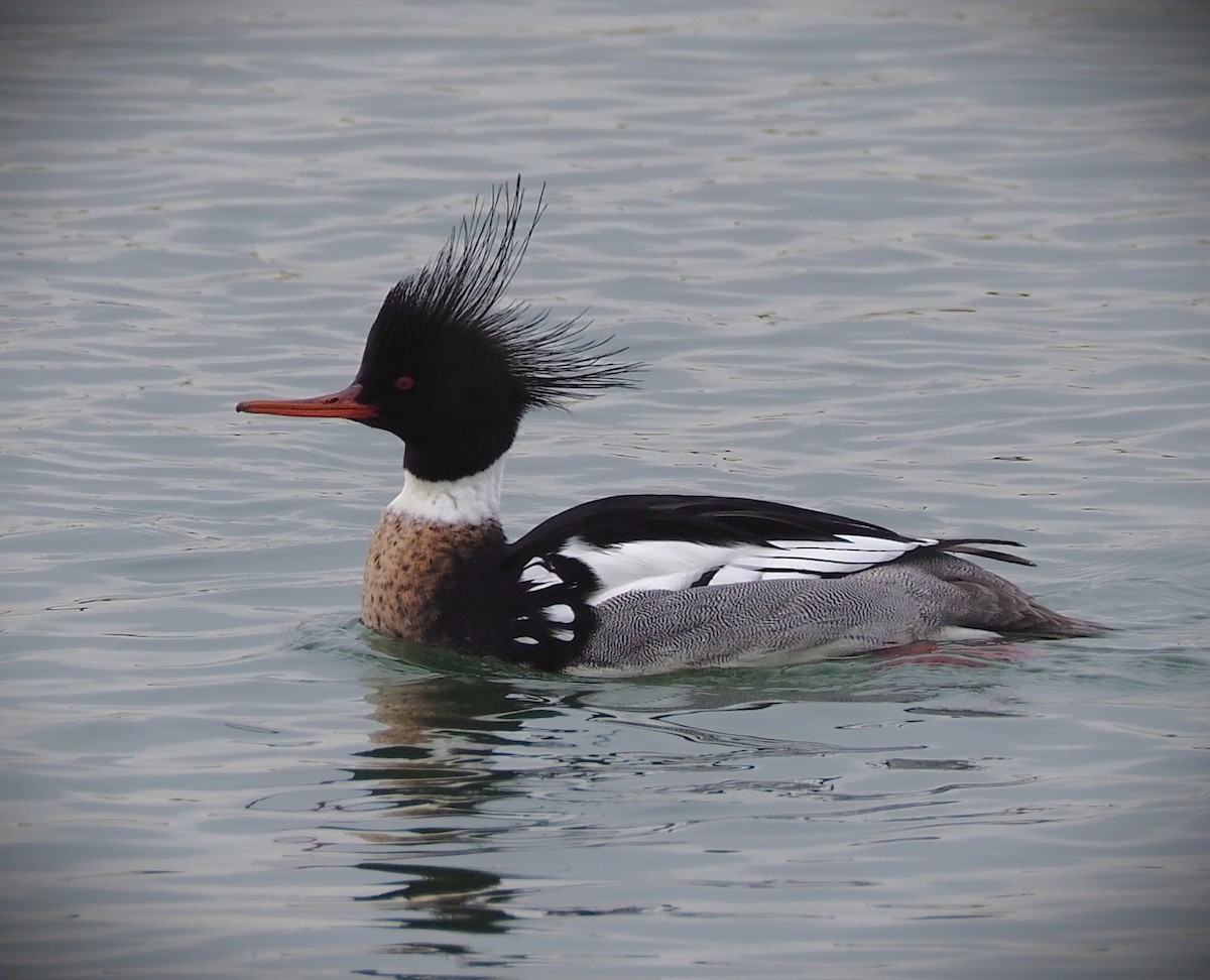 Red-breasted Merganser - ML650645444