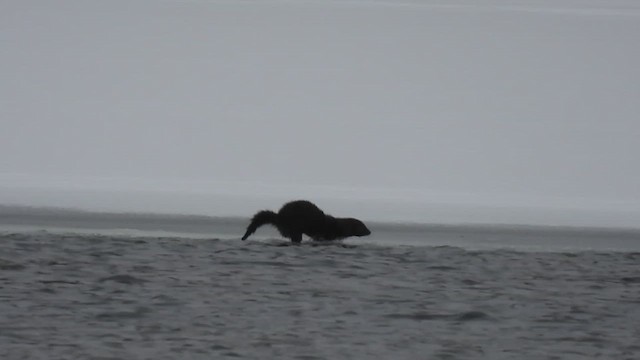 American Mink - ML650645607