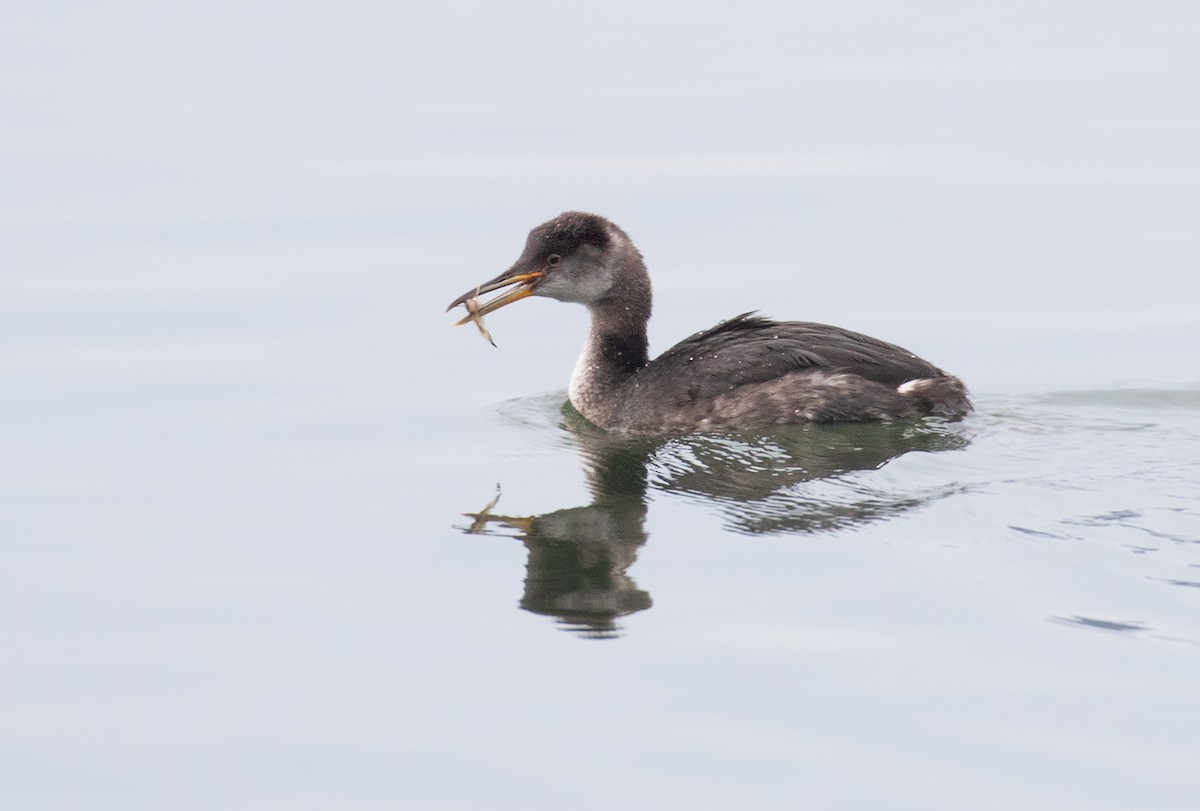 赤頸鸊鷉 - ML650645731