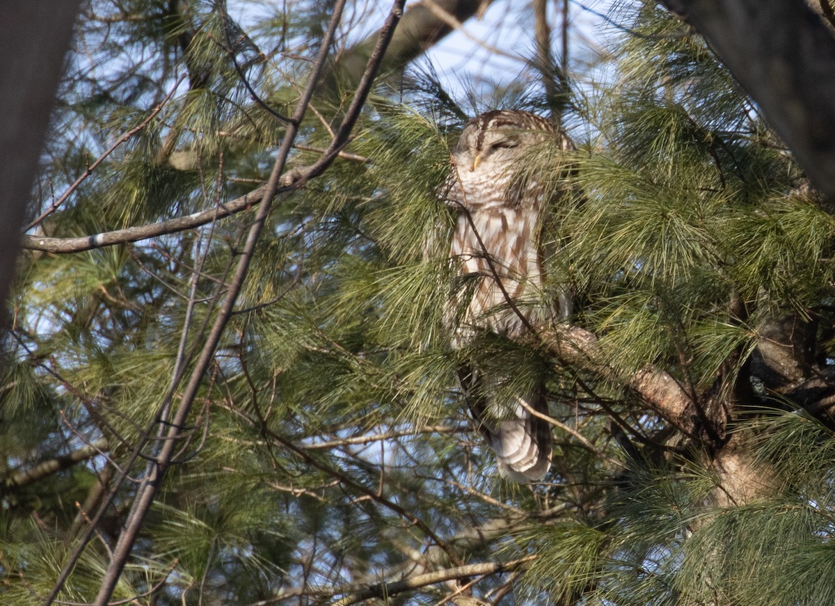 Barred Owl - ML650645746
