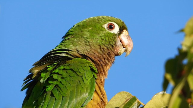 Olive-throated Parakeet (Aztec) - ML650645918