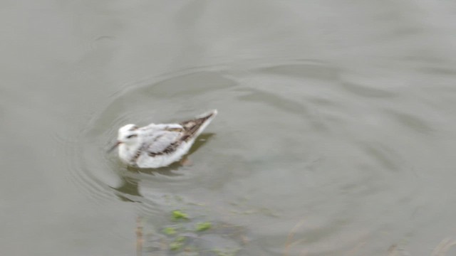 Red Phalarope - ML650645924