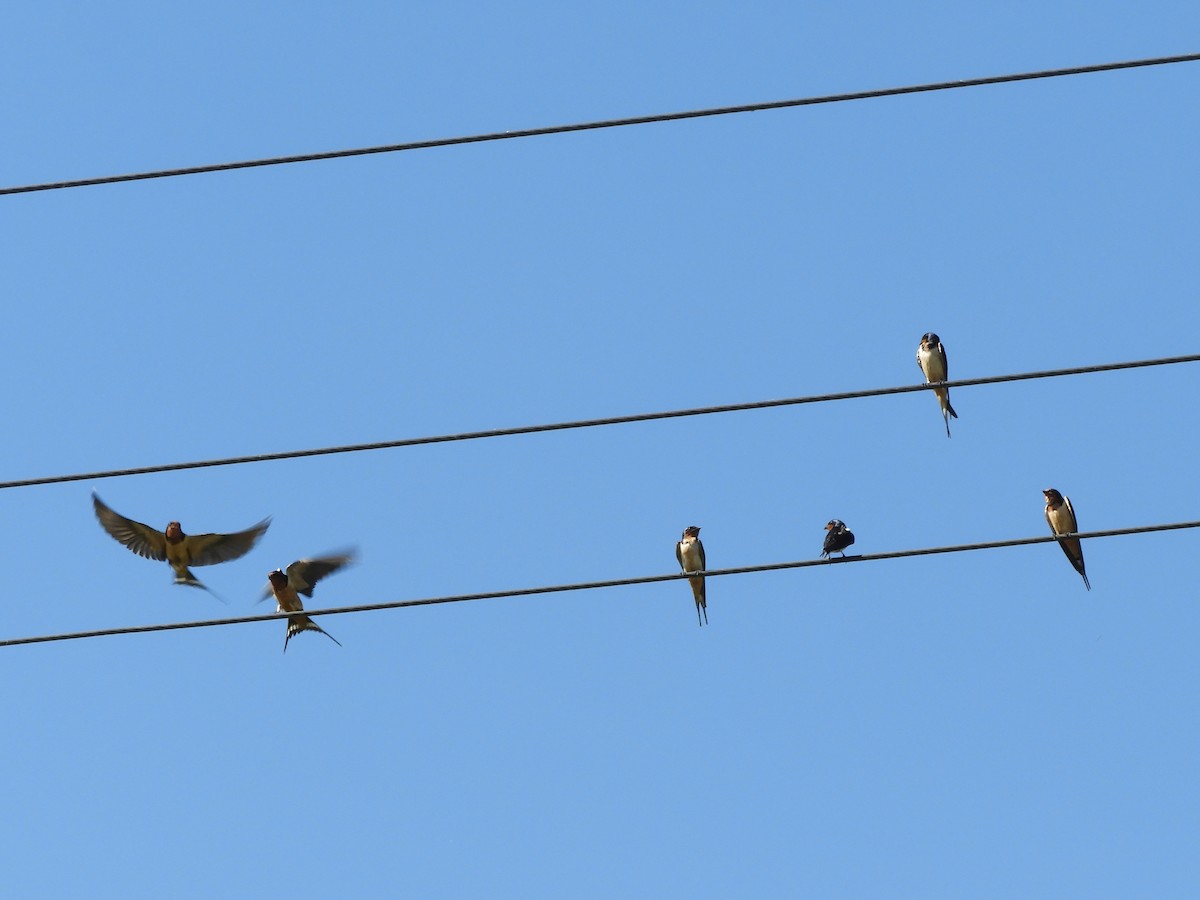 Golondrina Común - ML650645932