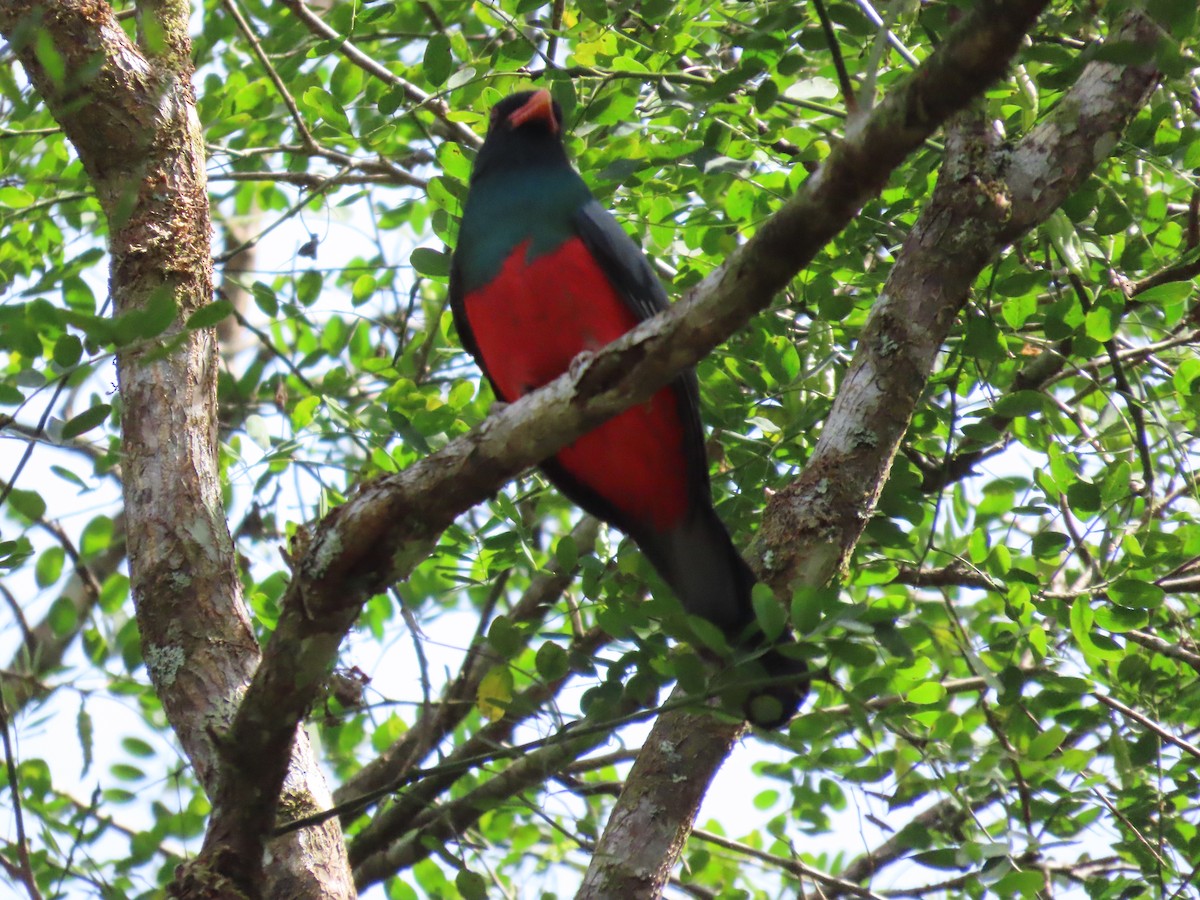 Slaty-tailed Trogon - ML650645967