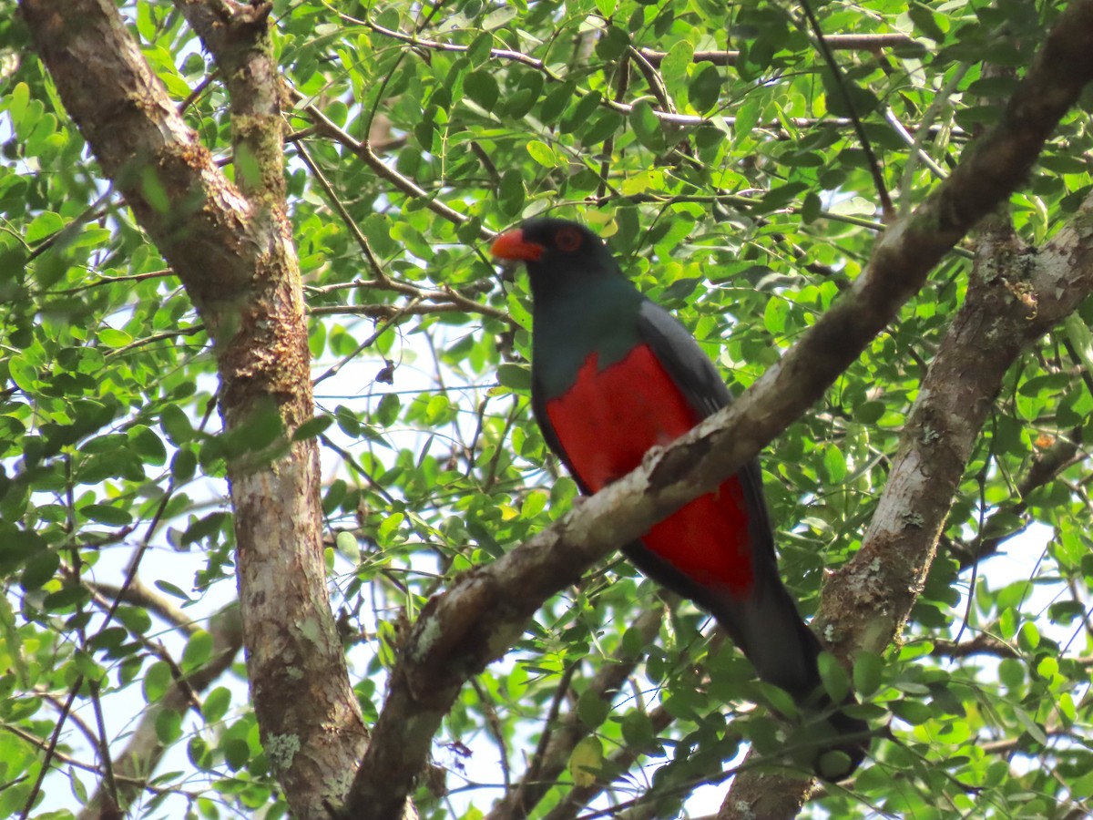 Slaty-tailed Trogon - ML650645971