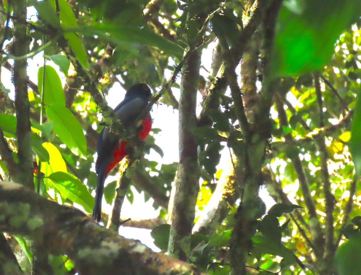 Slaty-tailed Trogon - ML650645973