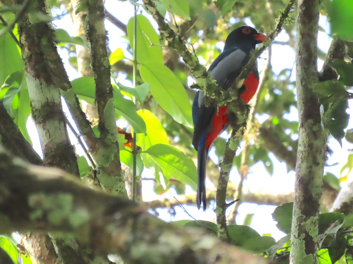 Slaty-tailed Trogon - ML650645977