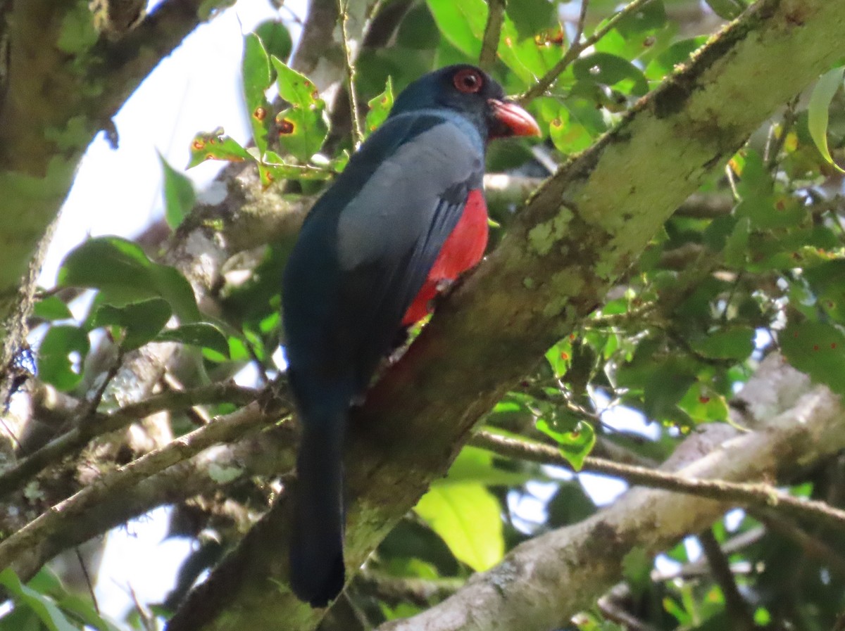 Slaty-tailed Trogon - ML650645982