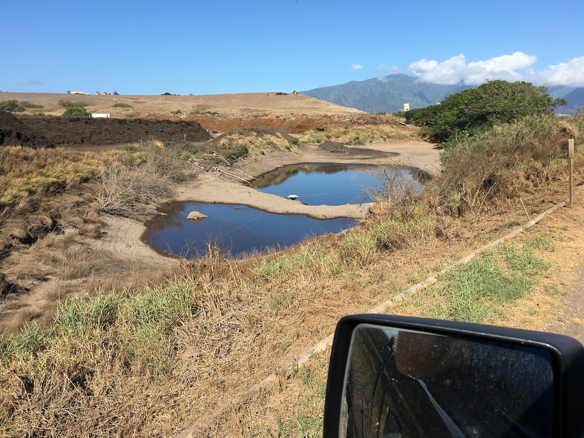 Black-necked Stilt (Hawaiian) - ML65064601