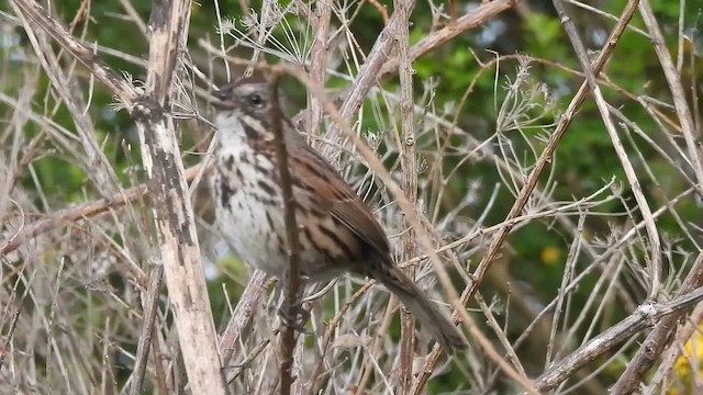 Song Sparrow - ML650646133