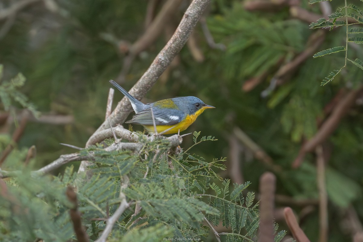 Paruline à joues noires - ML650646366