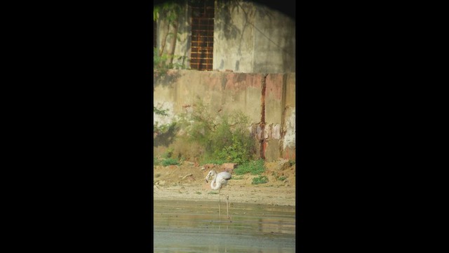 Greater Flamingo - ML650646452