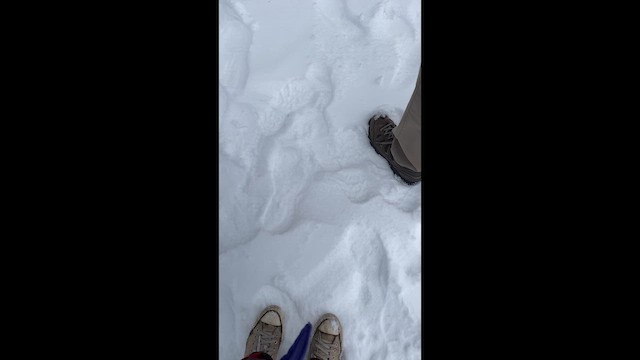 Black-capped Chickadee - ML650646469