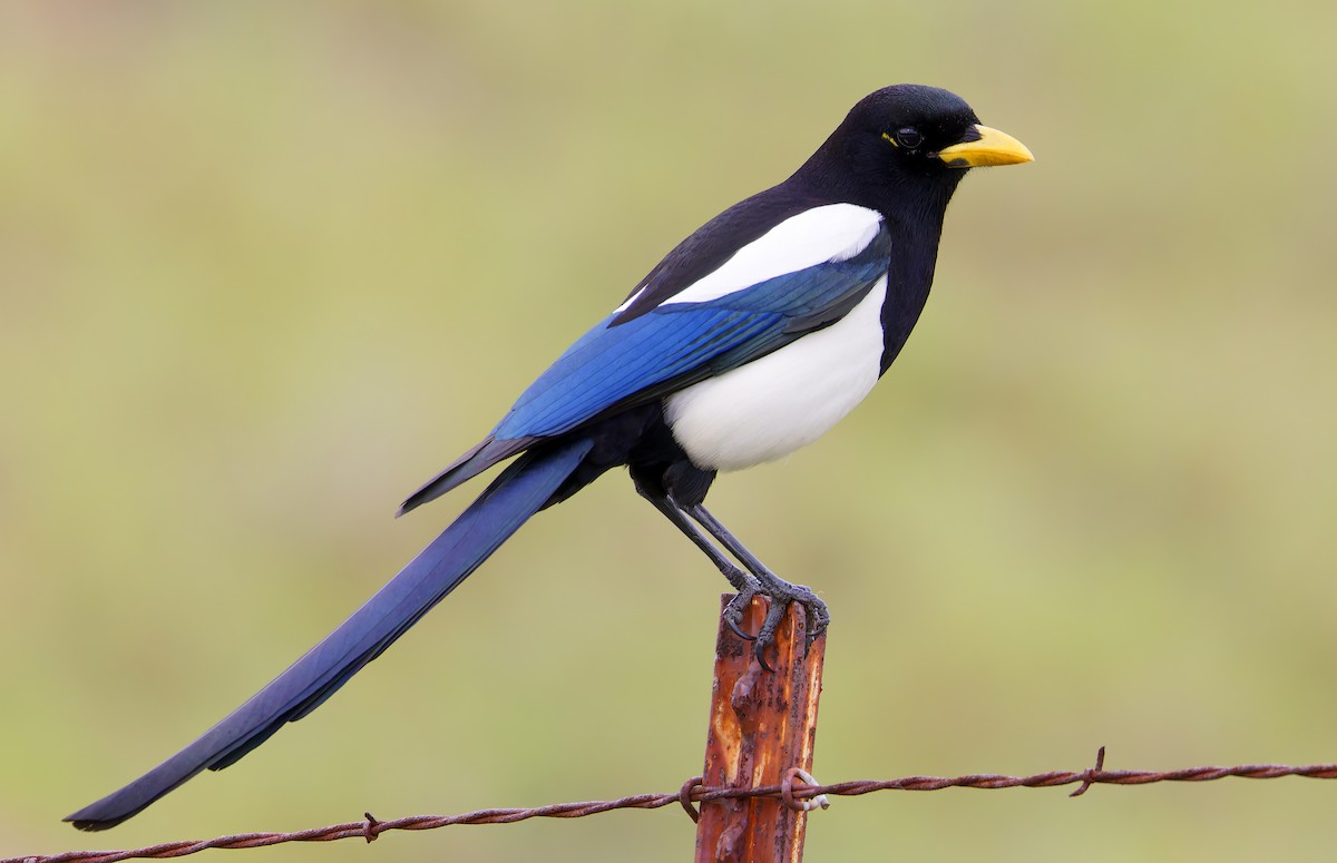 Сорока каліфорнійська - ML650646539