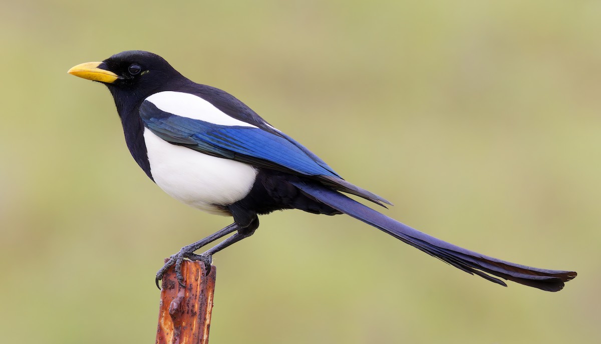 Сорока каліфорнійська - ML650646540