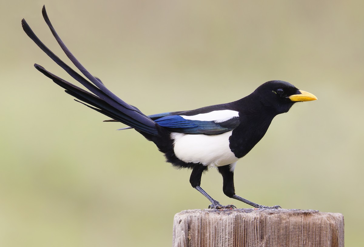 Сорока каліфорнійська - ML650646543