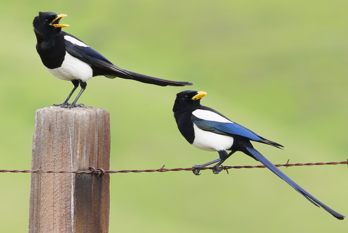 Сорока каліфорнійська - ML650646544