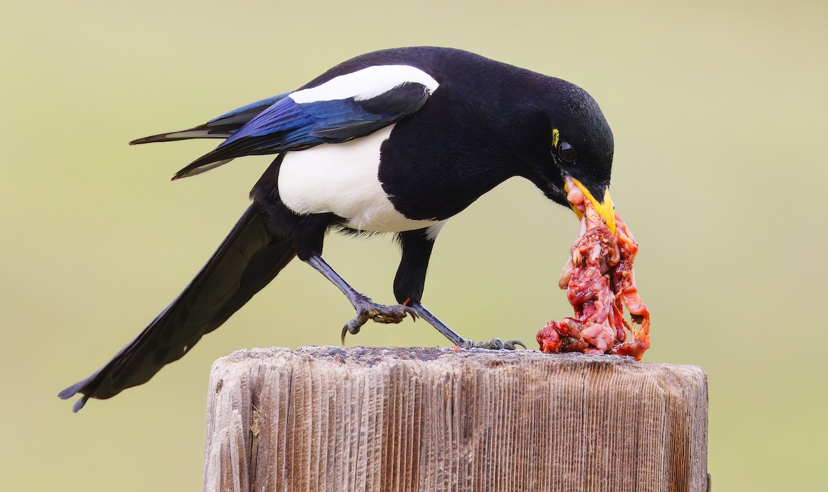 Сорока каліфорнійська - ML650646545