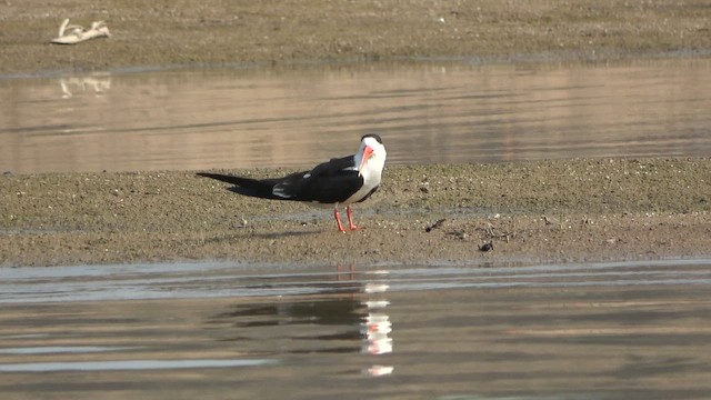 Indian Skimmer - ML650646596