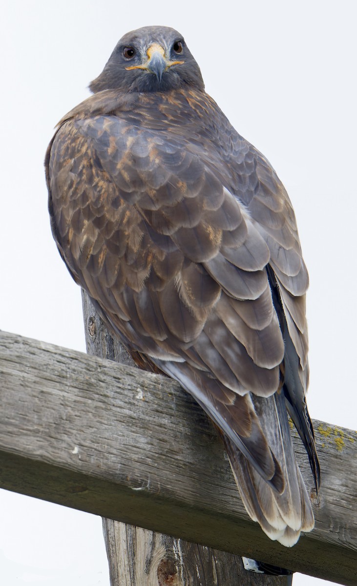 Канюк королівський - ML650646646