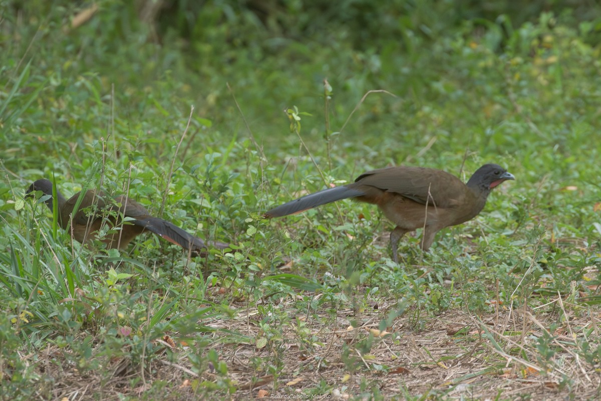 Ortalide à ventre roux - ML650646661