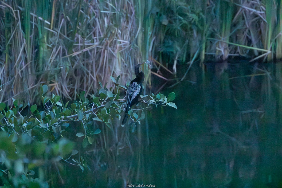Anhinga d'Amérique - ML650646674