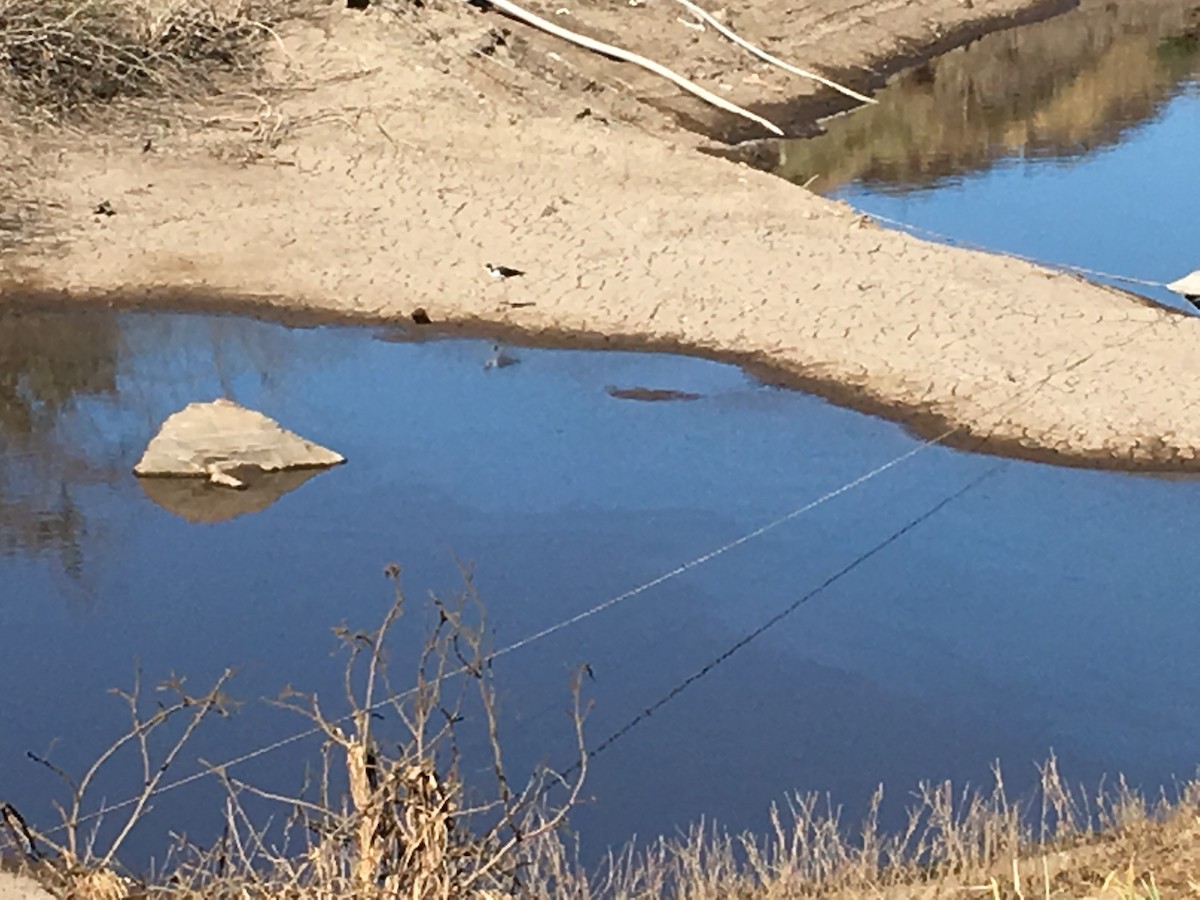 Black-necked Stilt (Hawaiian) - ML65064681