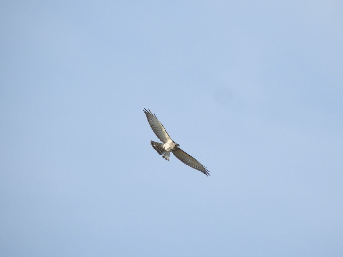 Broad-winged Hawk - ML650646905