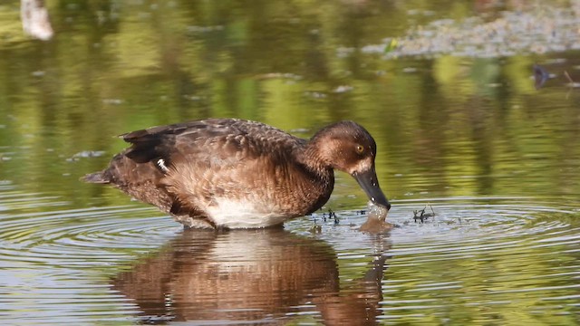 Lesser Scaup - ML650646907