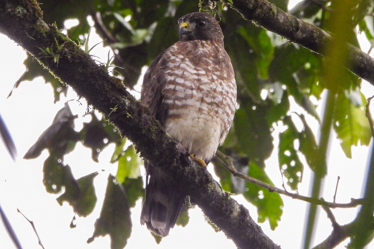 Broad-winged Hawk - ML650646996