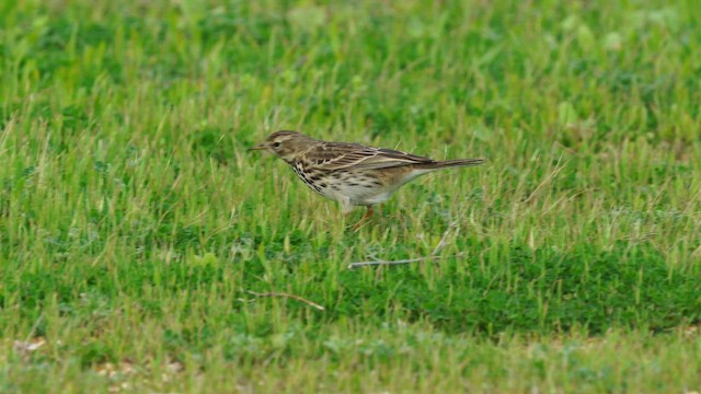 Meadow Pipit - ML650647023