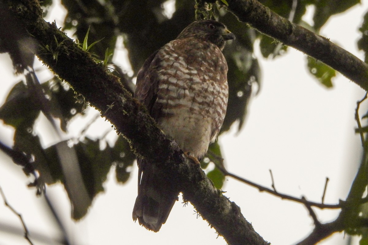 Broad-winged Hawk - ML650647036