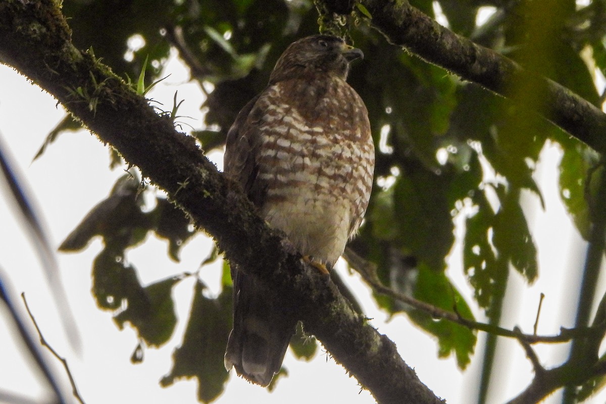 Broad-winged Hawk - ML650647063