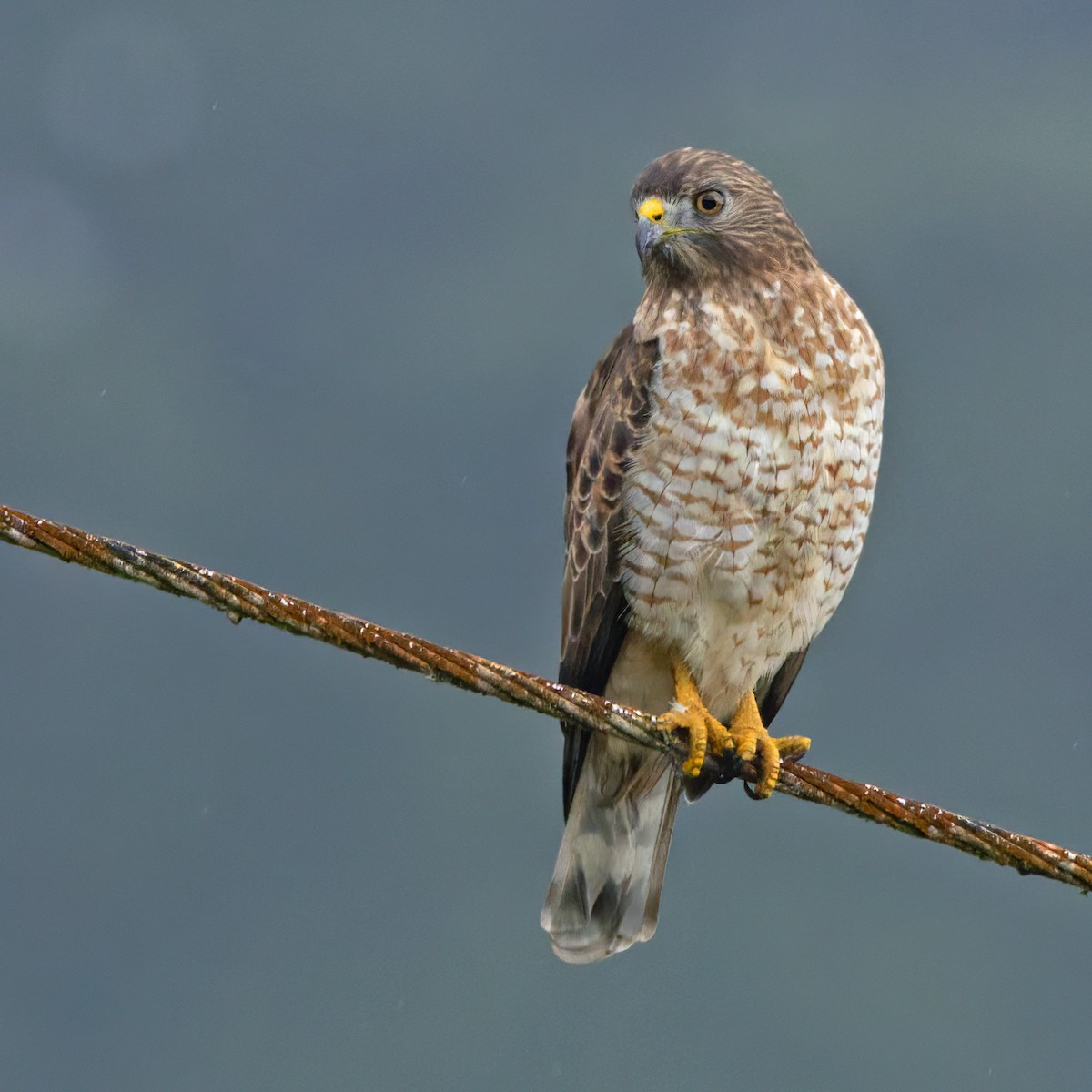 Broad-winged Hawk (Caribbean) - ML650647174