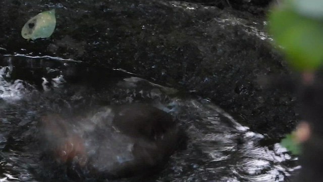 Slaty-legged Crake - ML650647205