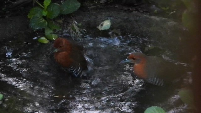 Slaty-legged Crake - ML650647221