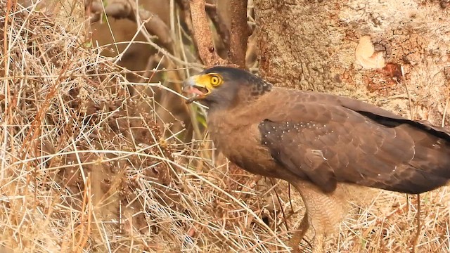 Crested Serpent-Eagle - ML650647355