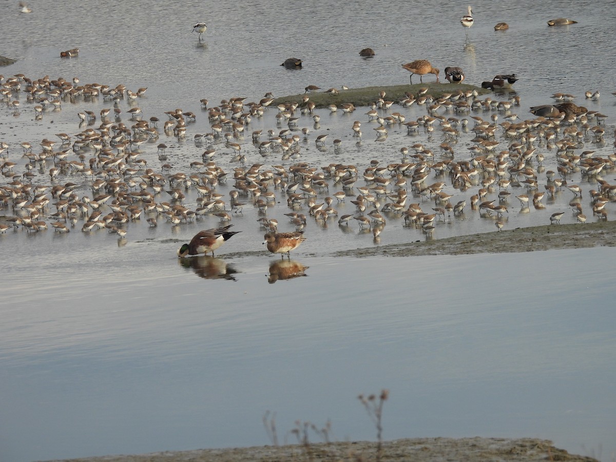 Bergstrandläufer - ML650647387