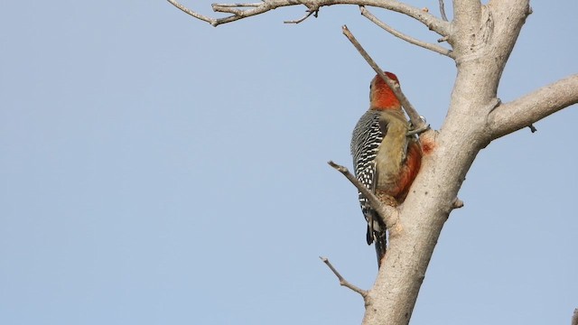 Yucatan Woodpecker - ML650647441