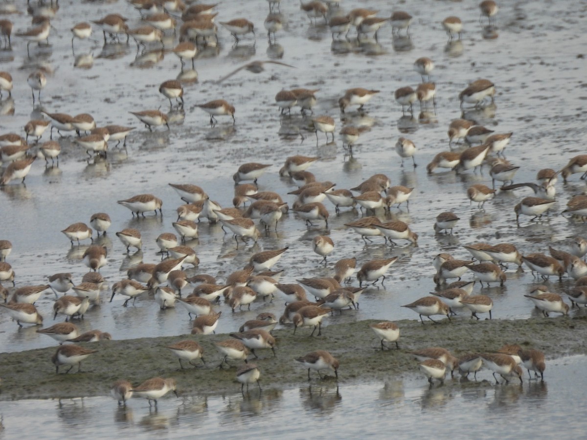 Bergstrandläufer - ML650647510