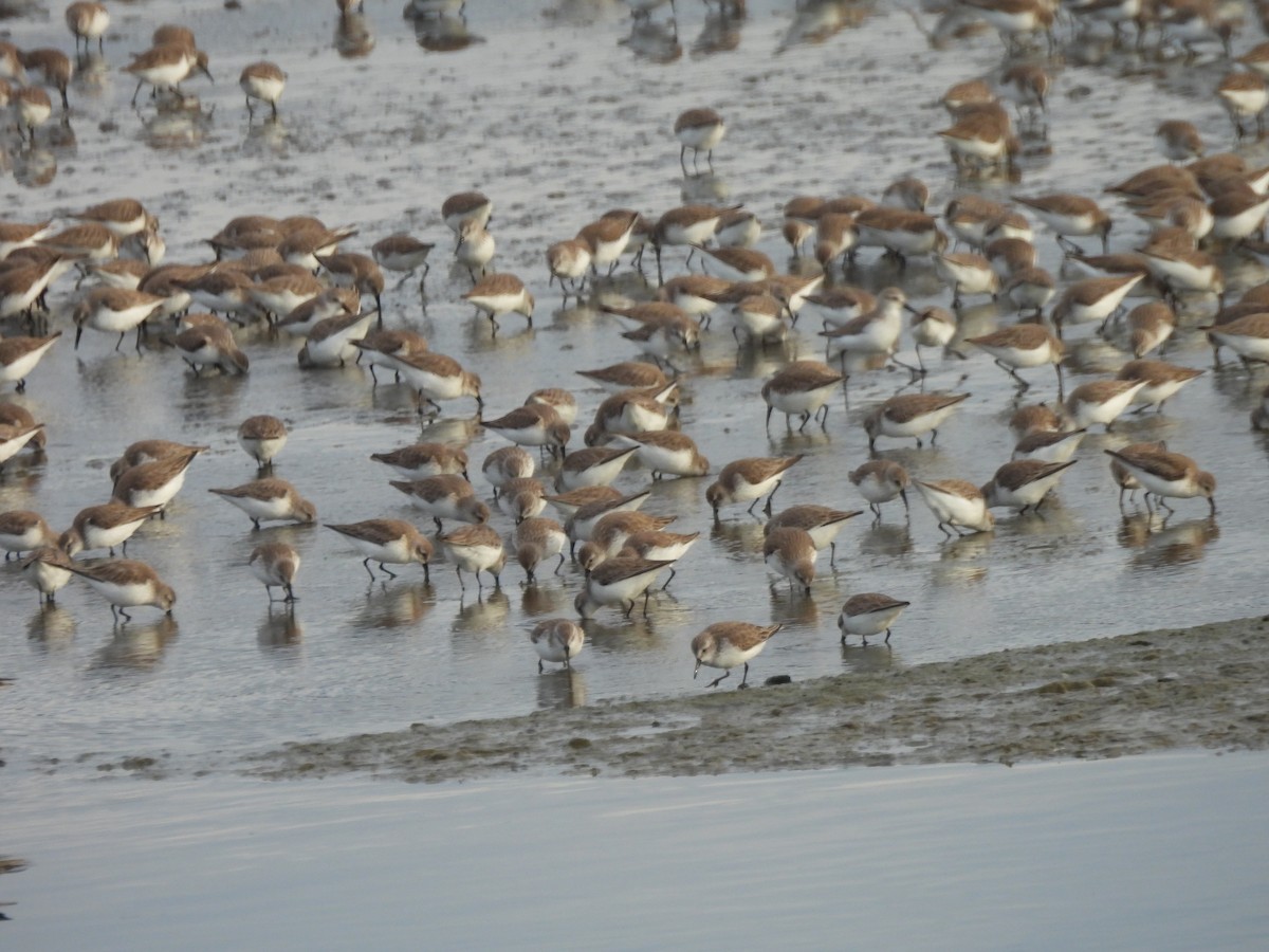 Bergstrandläufer - ML650647511