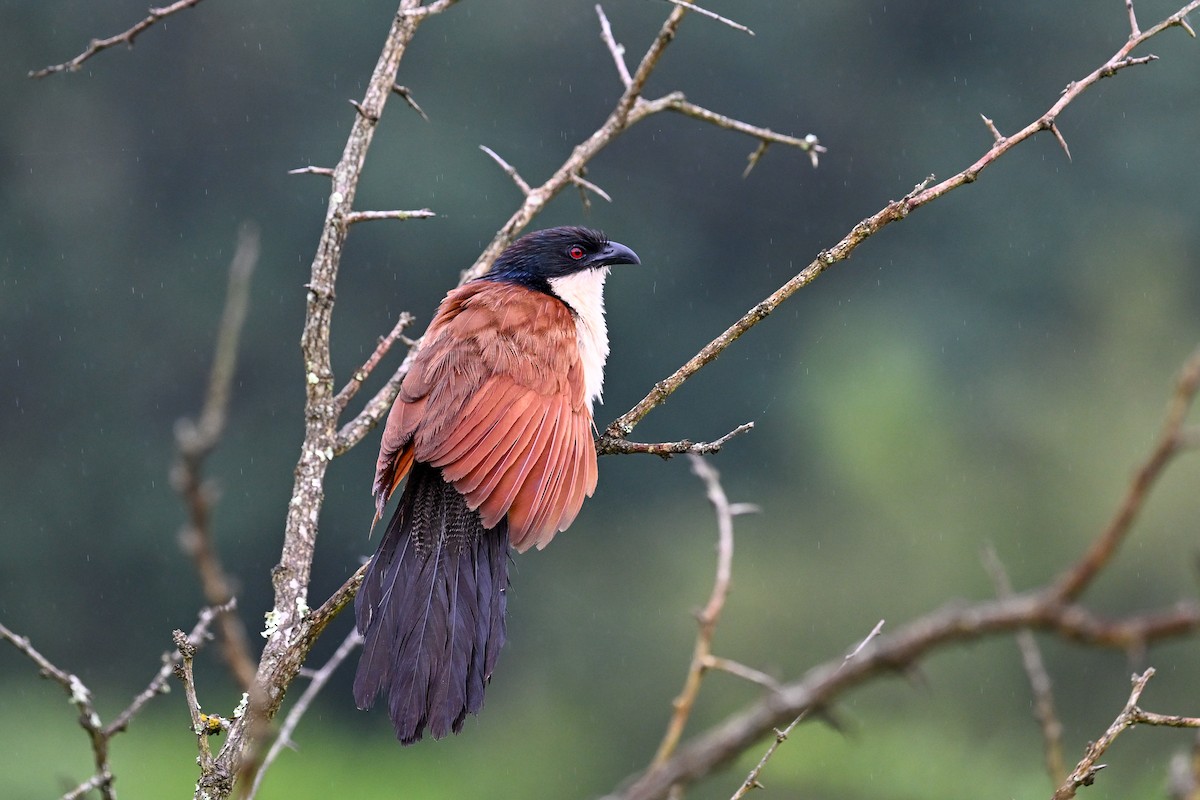 Burchell Kukalı - ML650647772